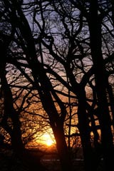 Sonnenaufgang hinter kahlen Bäumen  am Elbhang